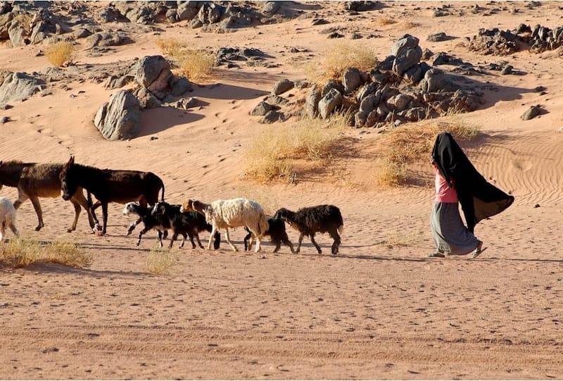 Peter Didn't Just Betray Jesus